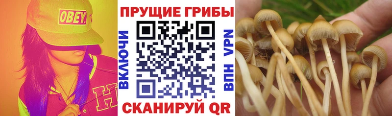 Галлюциногенные грибы Psilocybine cubensis  Углич 